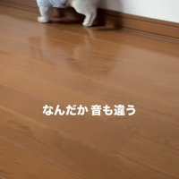 壁ぎわを確かめながら歩く犬