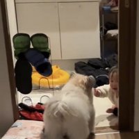 脱衣所で向き合う犬と赤ちゃん