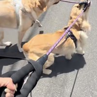 リードを引っ張るラブラドール
