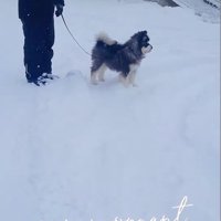 雪の中を散策する子犬
