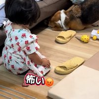 ソファの下を覗く犬