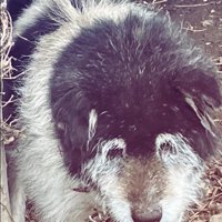 覇気のないツナ君