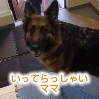 カメラ目線の犬