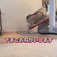 おぶさろうとするパウくん