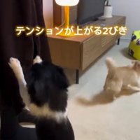 飼い主の女性の周囲で激しく動き回る2頭の小型犬
