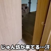 ドアの隙間から顔を覗かせる猫