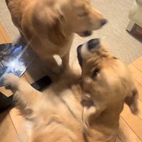 ニカ丸ちゃんはやり返すフリ