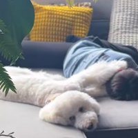 男の子の背中に前足を乗せる犬