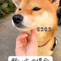 飼い主さんに撫でられるごんちゃん3