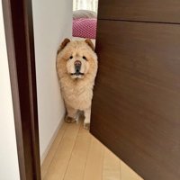 シンデレラ