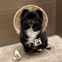 信楽焼たぬきみたいな犬