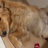 猫と一緒に暮らすうちに…