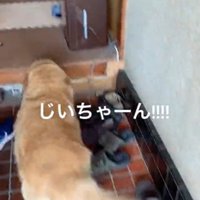 猛ダッシュするりんちゃん