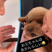 ドルくんの家族への態度の差8