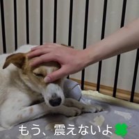頭を撫でられる茶色い犬