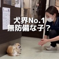 人に呼ばれる犬