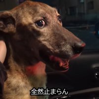 切ない声で鳴き続けています