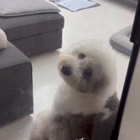 振り向いたポン太くん