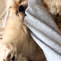 じゃれるハムちゃん