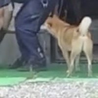 荷物を運ぶ配達員のそばに寄り添う犬