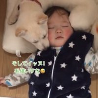 キッチンで寝る赤ちゃんと犬2