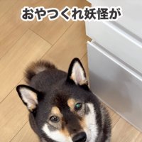 見上げる柴犬