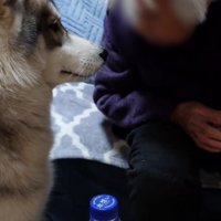 お芋はもうおしまいだと言われるハスキー