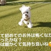 慣れないお散歩にも挑戦