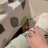 別のワンコをナデナデ