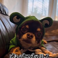 チワワ三兄弟のための購入品紹介8
