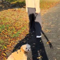 お散歩中のチャックくん9