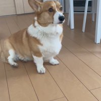 お座りする犬