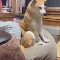 コタツに入っている男性に寄り添う犬