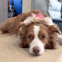 不機嫌そうなリーちゃん