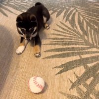 ボールを見るもずくくん