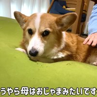 「お兄ちゃんは私のもの！」