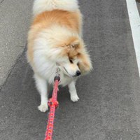 「もう歩きたくない！！」
