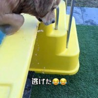 プールから出る犬