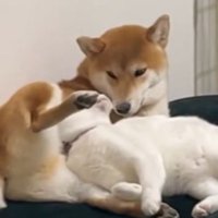 お互いの匂いをクンクン♪
