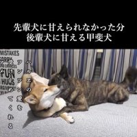甘えん坊なハルヱちゃんの過去と現在9