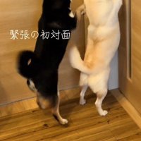 ドアに飛びかかる2頭の犬