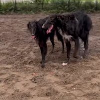 並んで歩くボルゾイ