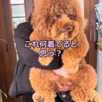 「何着てると思う？」と聞く飼い主さん