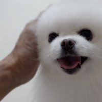 飼い主に顔を撫でられて笑顔になる犬