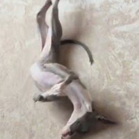 カーペットの上に仰向けになっている細長い犬