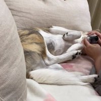 お腹を見せるくっきーちゃん