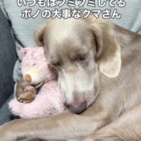 ぬいぐるみを抱きしめて眠る犬