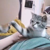 前足で犬をパンチする猫