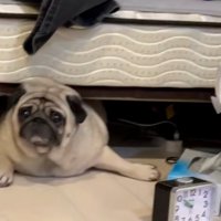 助けを求めるしーちゃん