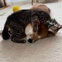 あんずちゃんの耳を甘噛みするゆずくん